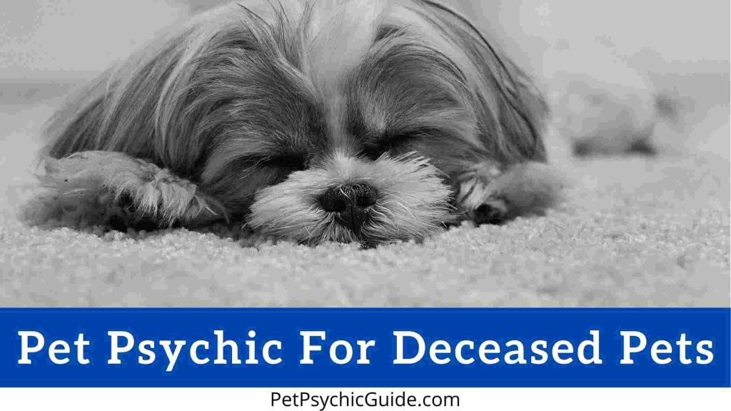 Pet psychic for deceased pets