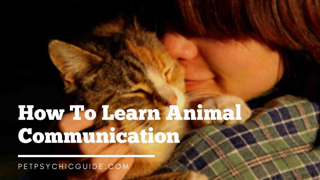 How To Learn Animal Communication