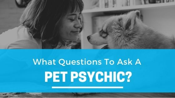 What Questions To Ask A Pet Psychic